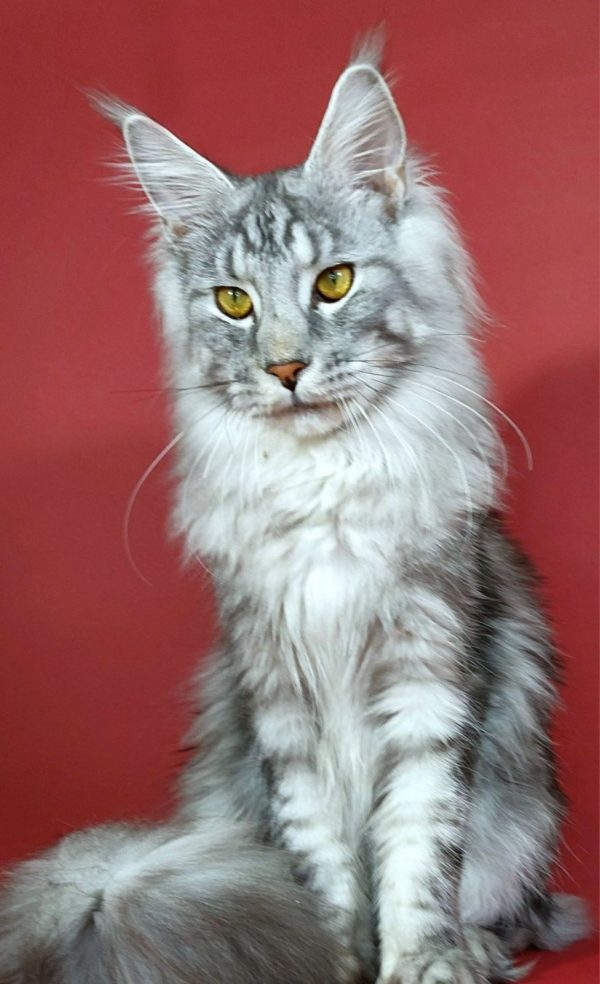 Klever Maine Coon