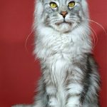 Klever-male-maine-Coon-cat-puppy-for-sale-1 (3)