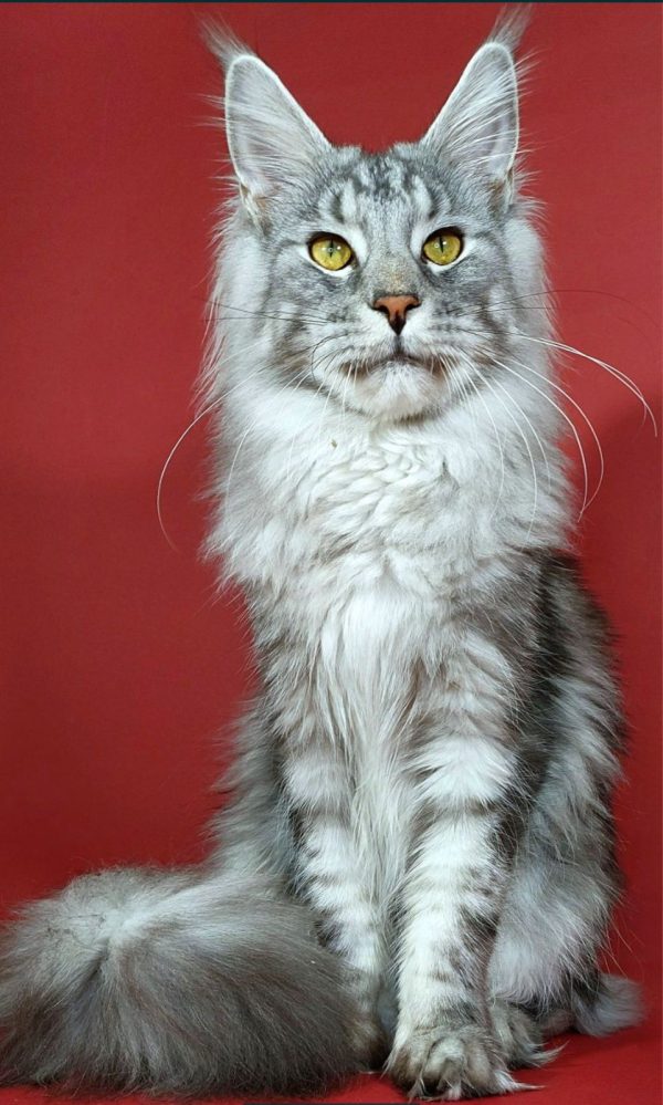 Klever Maine Coon