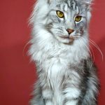 Klever-male-maine-Coon-cat-puppy-for-sale-1 (4)