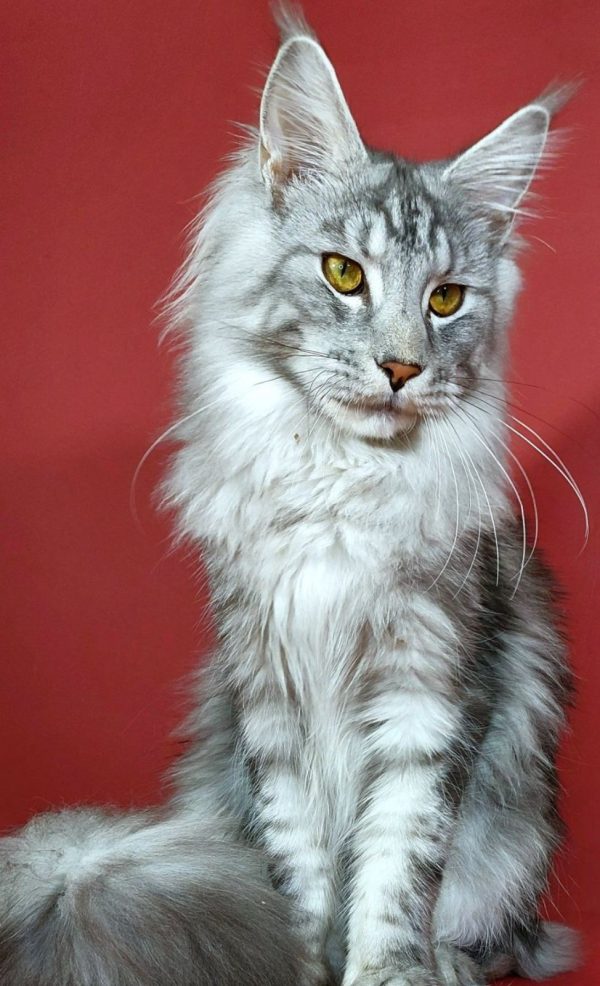 Klever Maine Coon