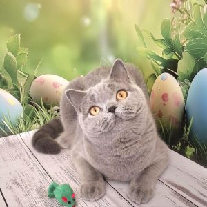 Larry British Shorthair