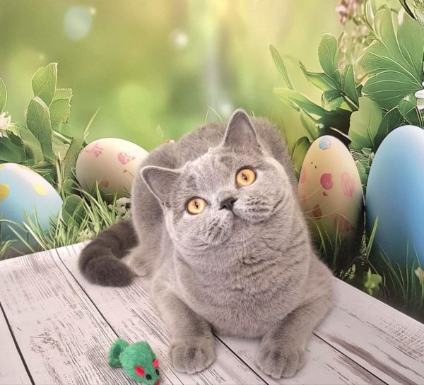 Larry British Shorthair