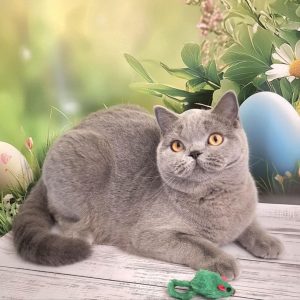 Larry British Shorthair