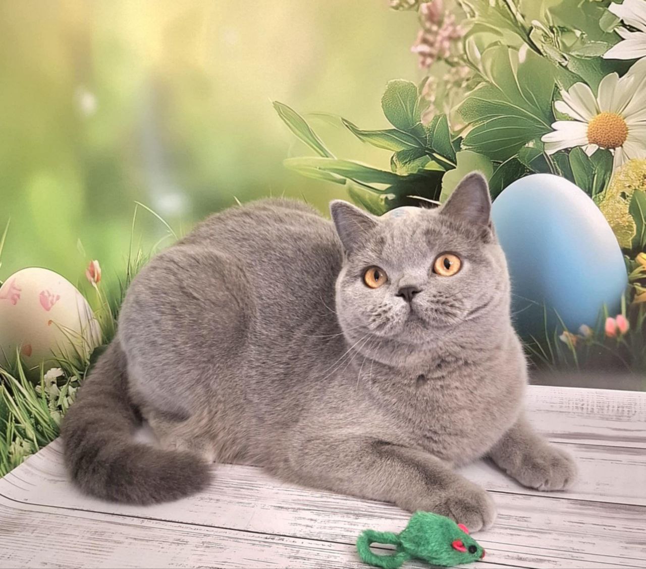 Larry British Shorthair