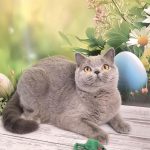 Larry-female-British-Shorthair-cat-puppy-for-sale-1 (3)