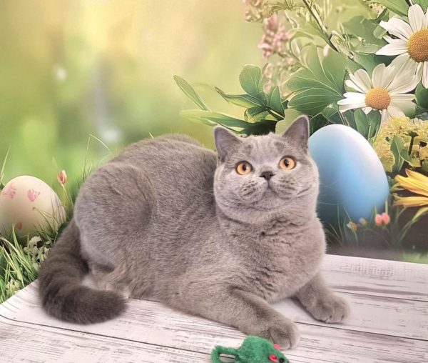 Larry British Shorthair