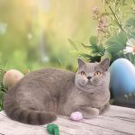 Larry-female-British-Shorthair-cat-puppy-for-sale-1 (4)