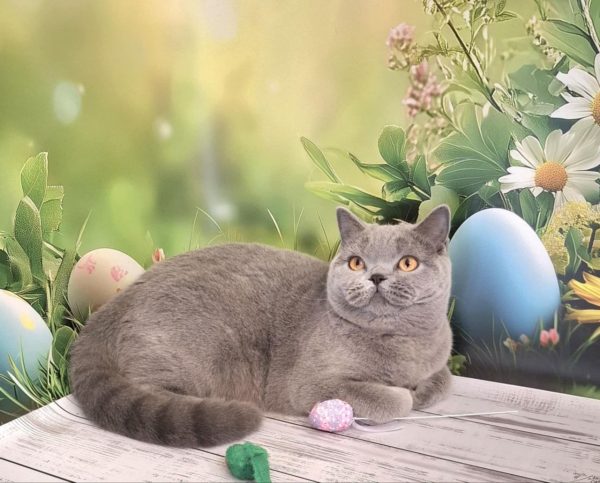 Larry British Shorthair