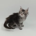 Lavi-female-maine-Coon-cat-puppy-for-sale-1 (1)