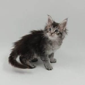 Lavi Maine Coon