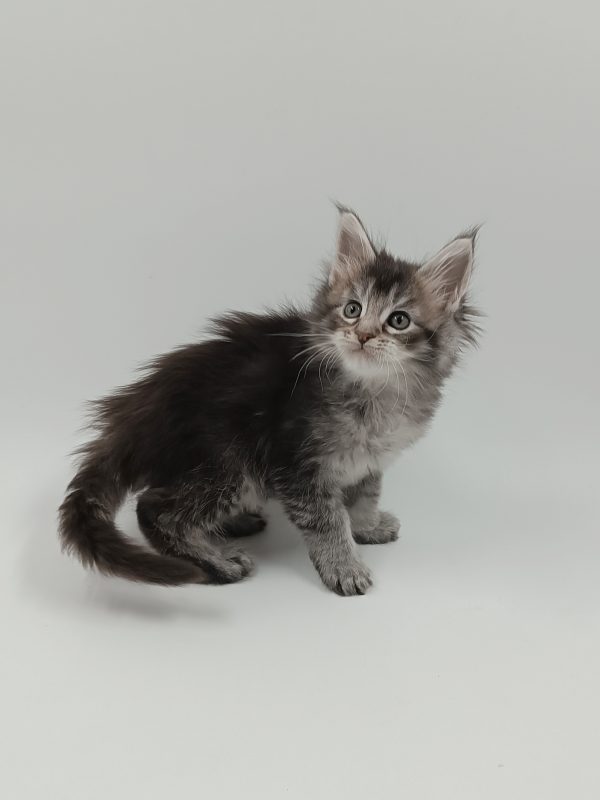 Lavi Maine Coon