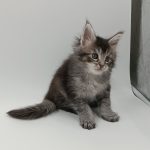 Lavi-female-maine-Coon-cat-puppy-for-sale-1 (2)