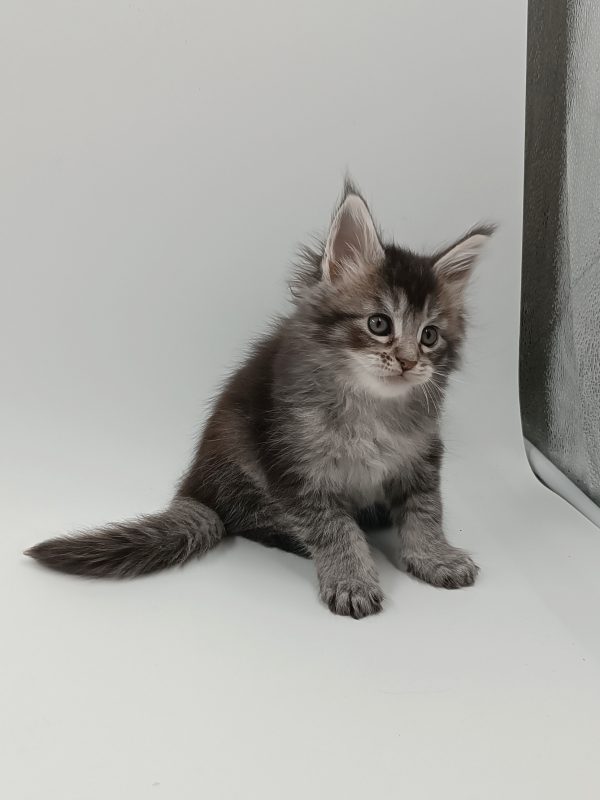 Lavi Maine Coon