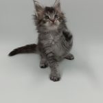 Lavi-female-maine-Coon-cat-puppy-for-sale-1 (3)