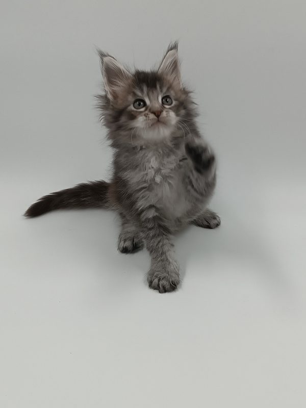 Lavi Maine Coon