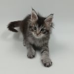 Lavi-female-maine-Coon-cat-puppy-for-sale-1 (4)
