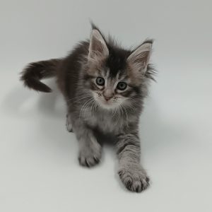 Lavi Maine Coon