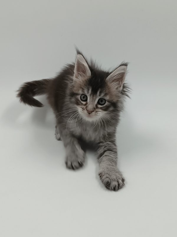 Lavi Maine Coon