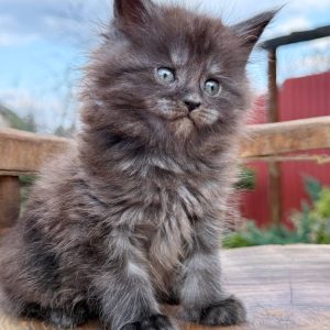 Leo Maine Coon