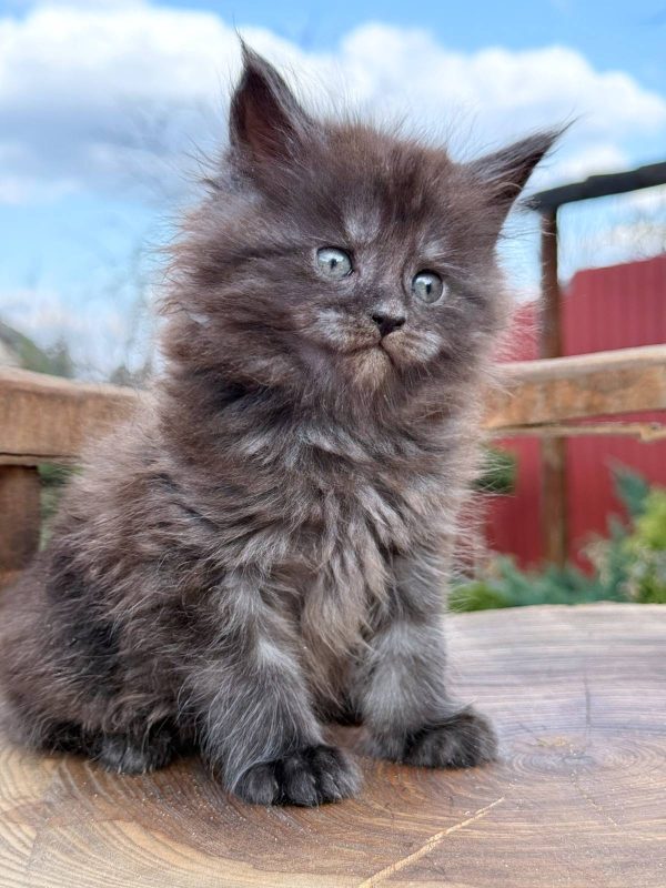 Leo Maine Coon