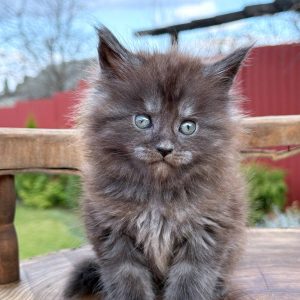 Leo Maine Coon