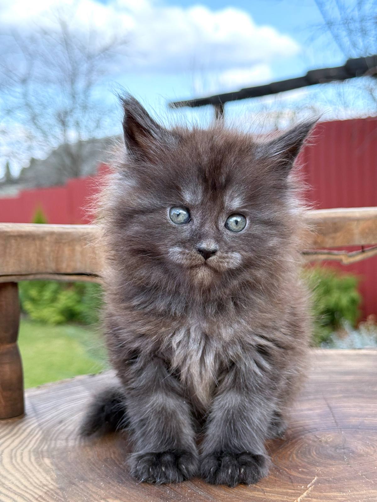 Leo Maine Coon