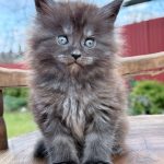 Leo-male-maine-Coon-cat-puppy-for-sale-1 (3)