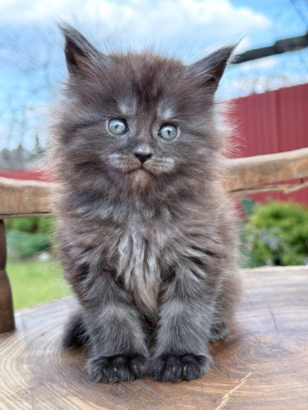 Leo Maine Coon