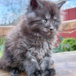 Leo-male-maine-Coon-cat-puppy-for-sale-1 (4)