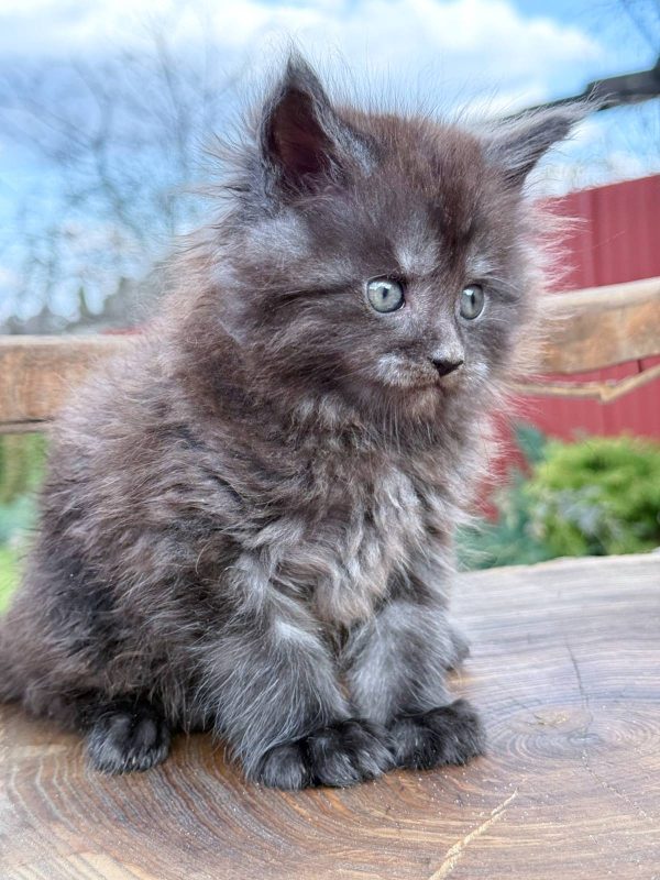Leo Maine Coon