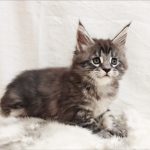 Leo Maine Coon