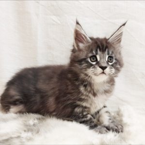 Maria Maine Coon