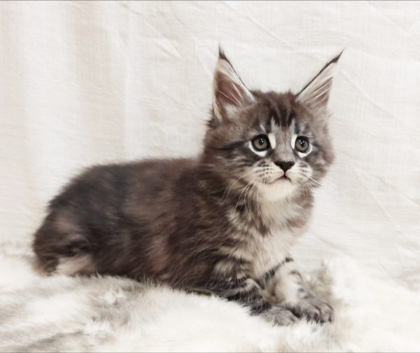 Maria Maine Coon