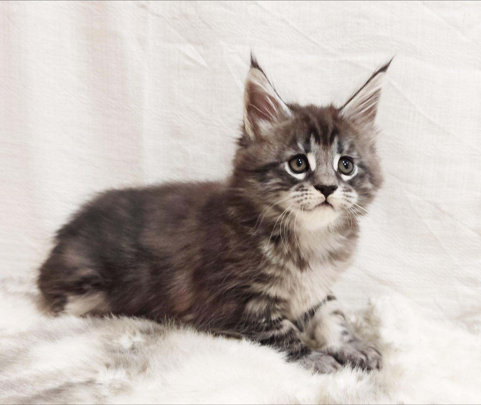 Maria Maine Coon