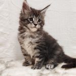 Maria-female-maine-Coon-cat-puppy-for-sale-1 (2)