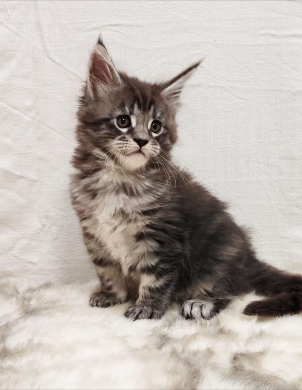 Maria Maine Coon