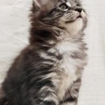 Maria-female-maine-Coon-cat-puppy-for-sale-1 (3)