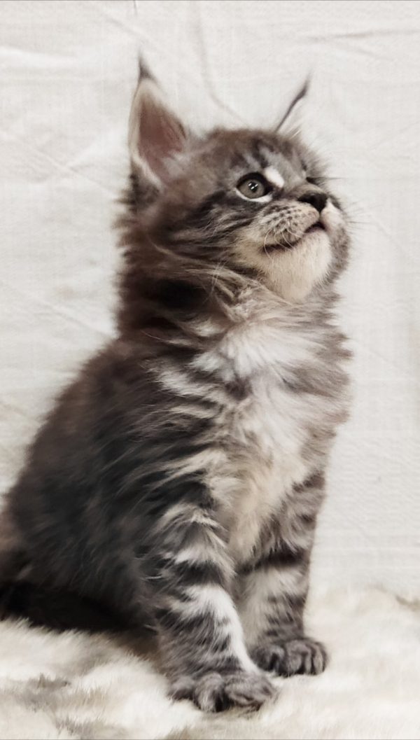 Maria Maine Coon
