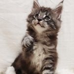 Maria-female-maine-Coon-cat-puppy-for-sale-1 (4)