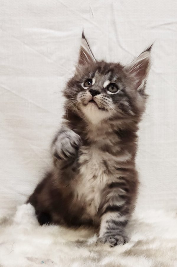 Maria Maine Coon