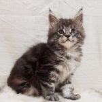 Maria-female-maine-Coon-cat-puppy-for-sale-1 (5)