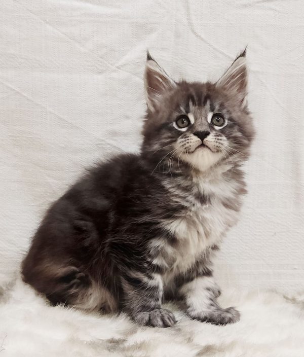 Maria Maine Coon