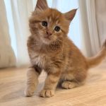 Marvel-male-maine-Coon-cat-puppy-for-sale-1 (1)