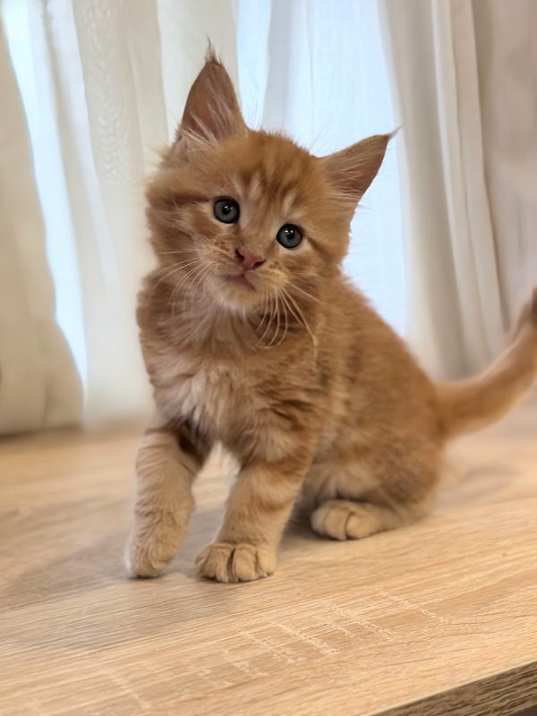 Marvel Maine Coon