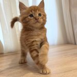 Marvel-male-maine-Coon-cat-puppy-for-sale-1 (2)