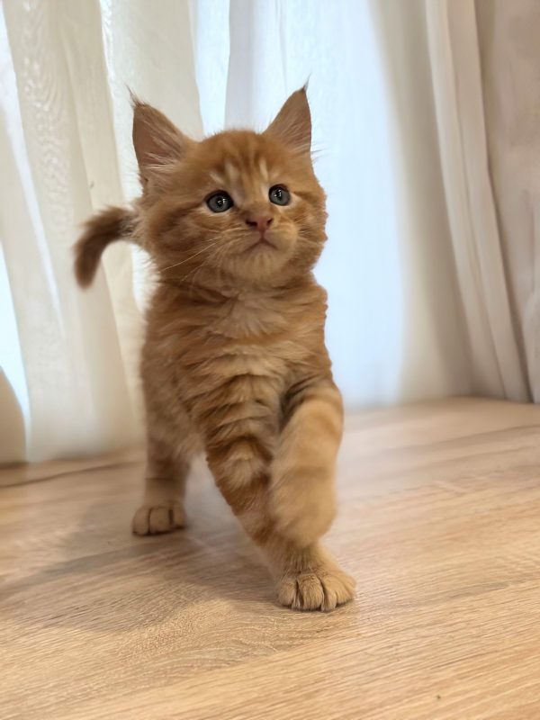 Marvel Maine Coon