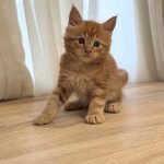 Godwin Maine Coon