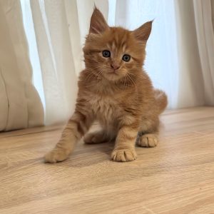 Marvel Maine Coon