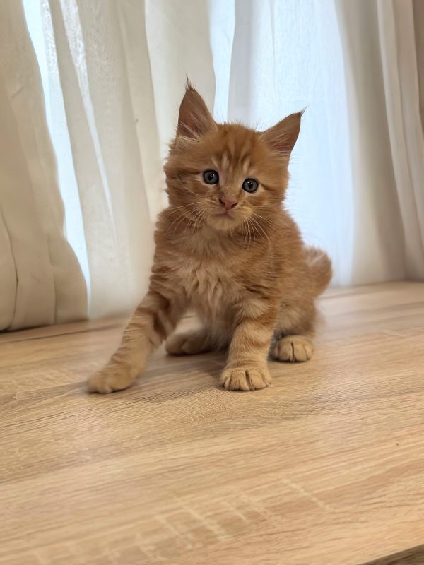 Marvel Maine Coon